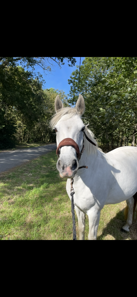 Jument &agrave; prendre en dp 33