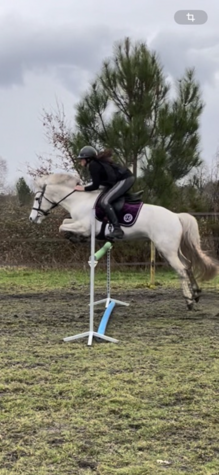 Jument &agrave; prendre en dp 33