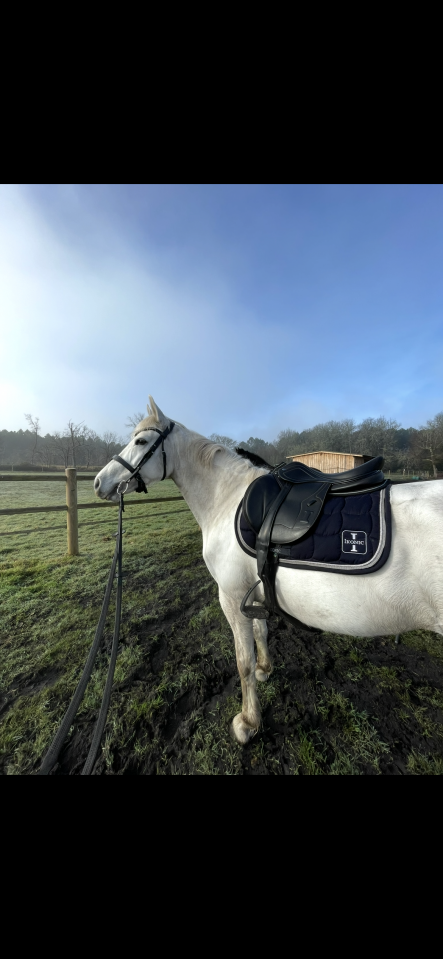 Jument &agrave; prendre en dp 33