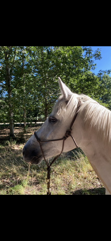 Jument &agrave; prendre en dp 33