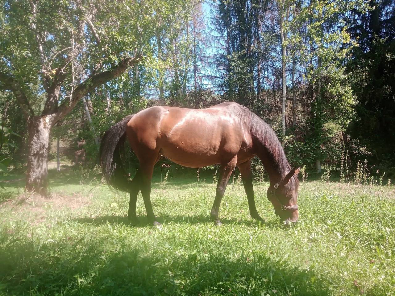 Poulini&egrave;re zangersheide 