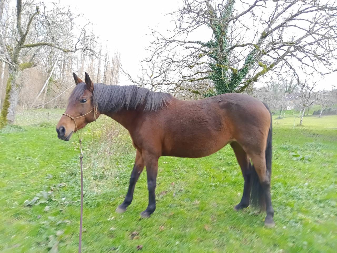 Poulini&egrave;re zangersheide 