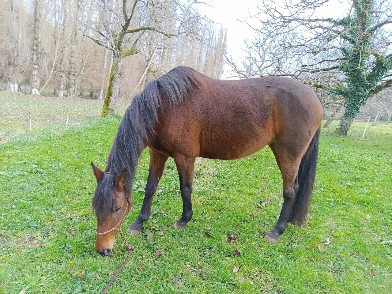 Poulini&egrave;re zangersheide 