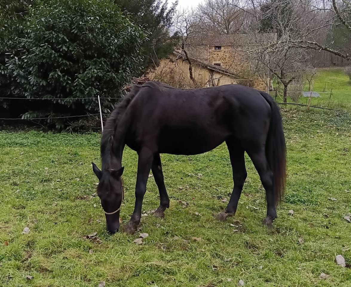 Jument zangersheide 4 ans