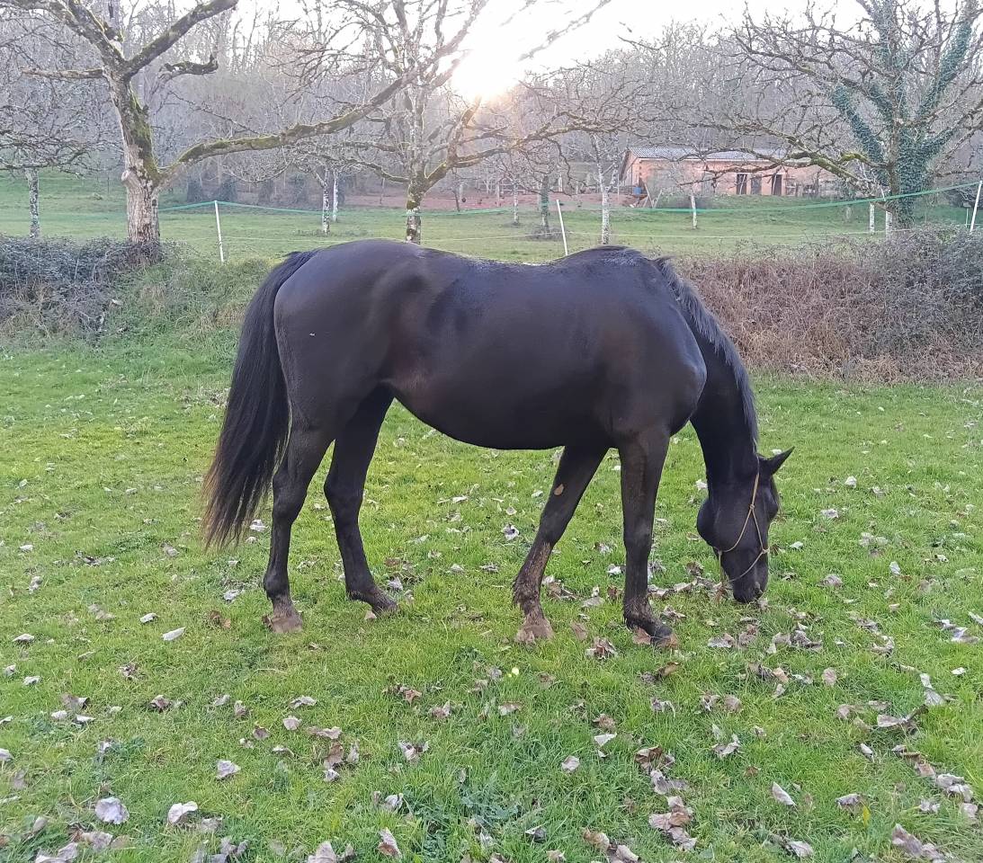 Jument zangersheide 4 ans