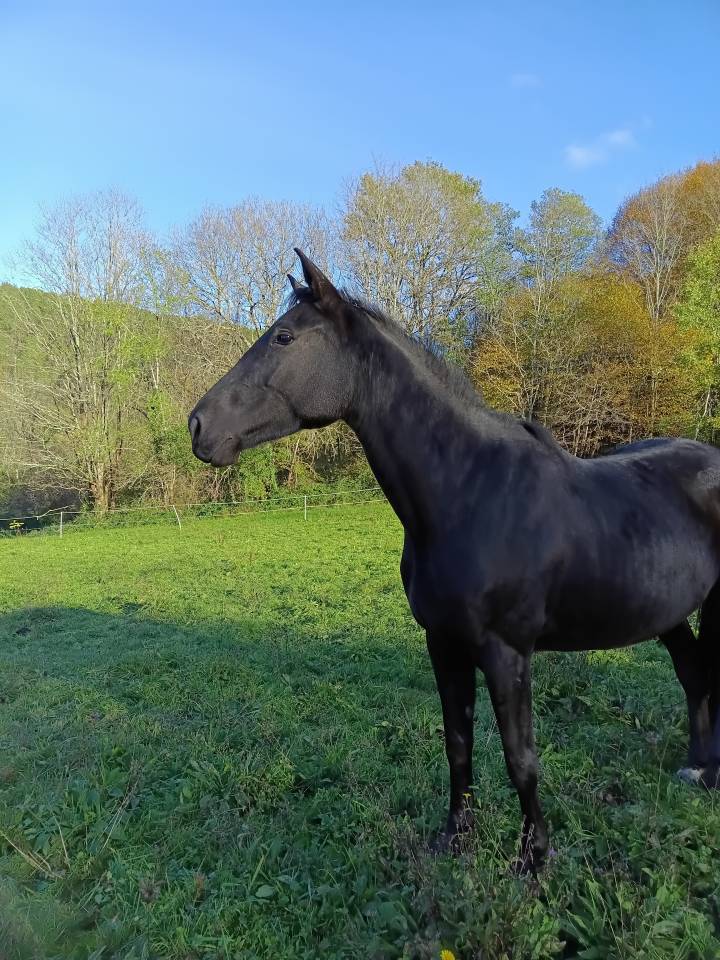 Jument zangersheide 4 ans