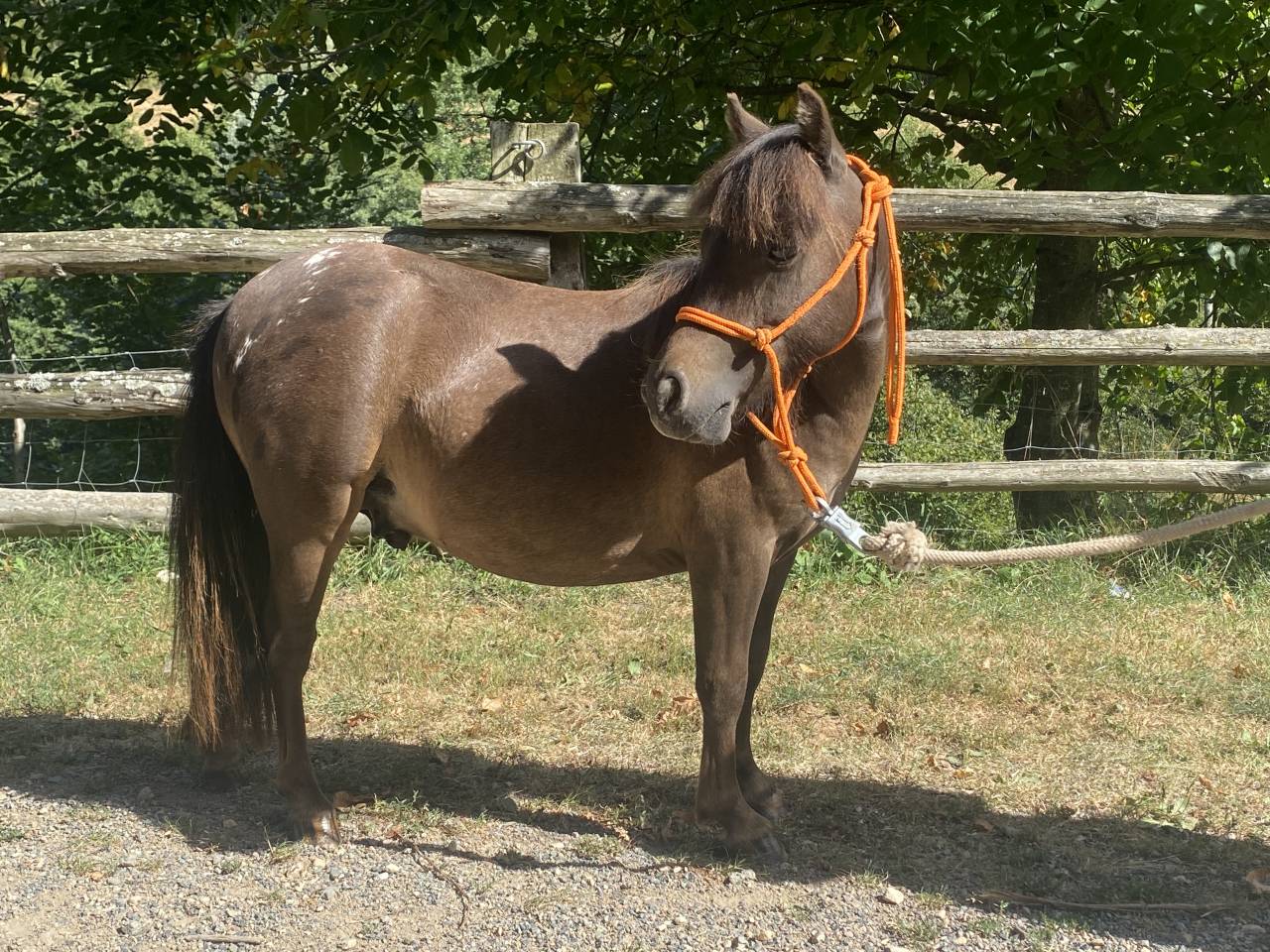 Entier Oc type NMPRS 