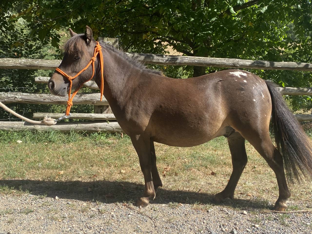 Entier Oc type NMPRS 