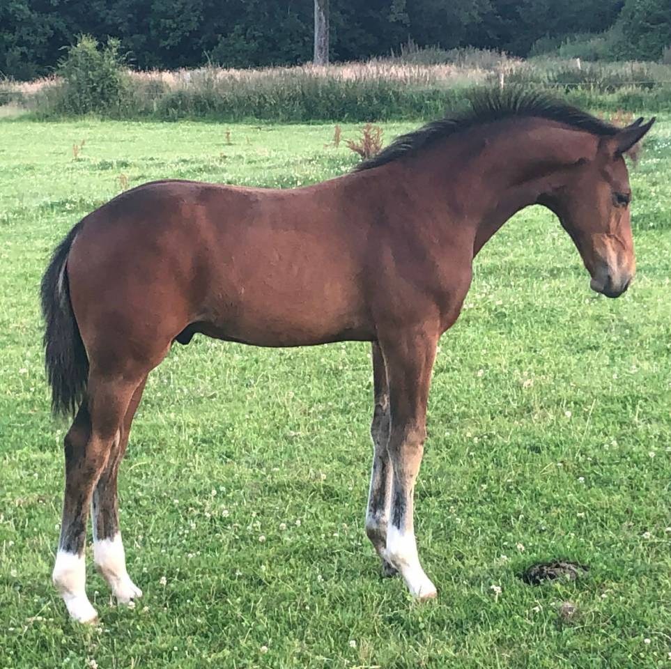 Jument - KWPN - 15 ans - Dressage - France