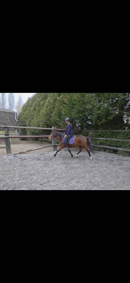 Ponette pfs 3 ans 