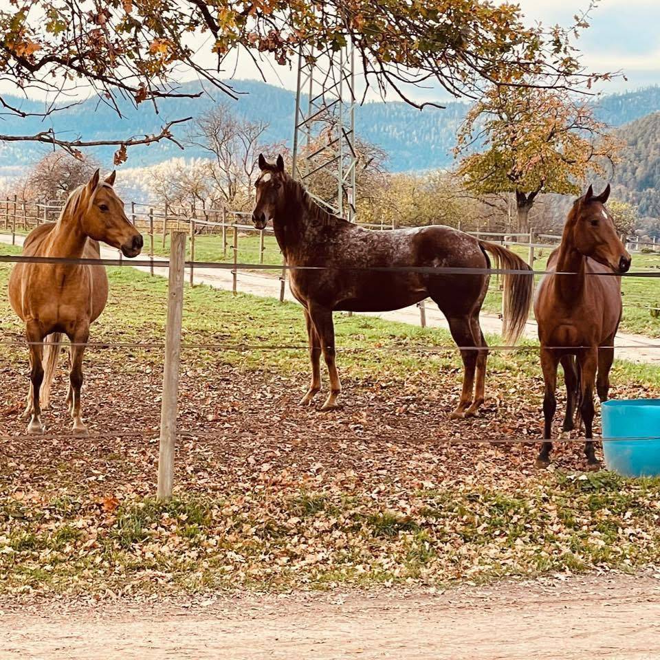 Jument Appaloosa de 11 ans
