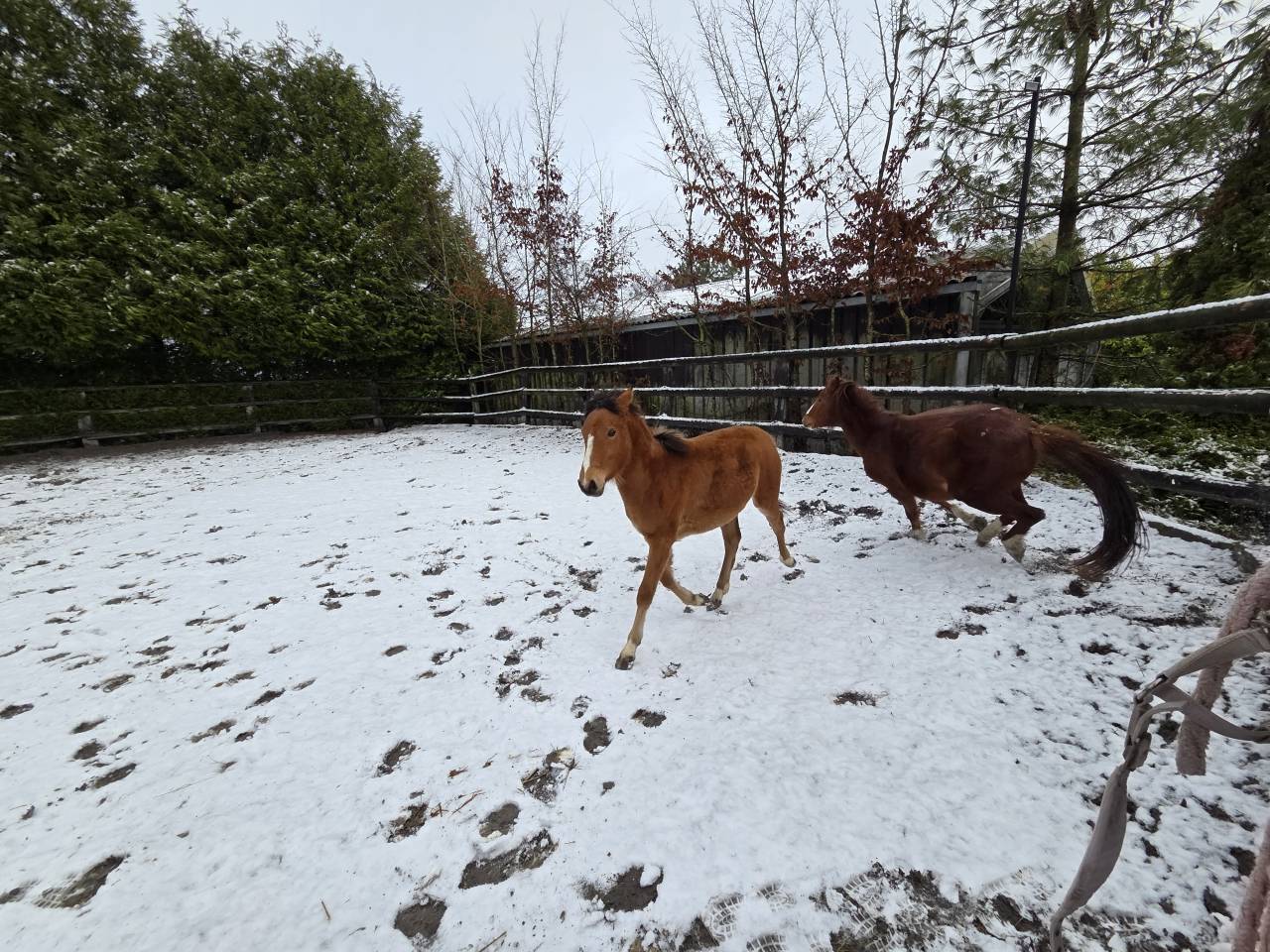 Pouliche 1 an par jogry d'odival 