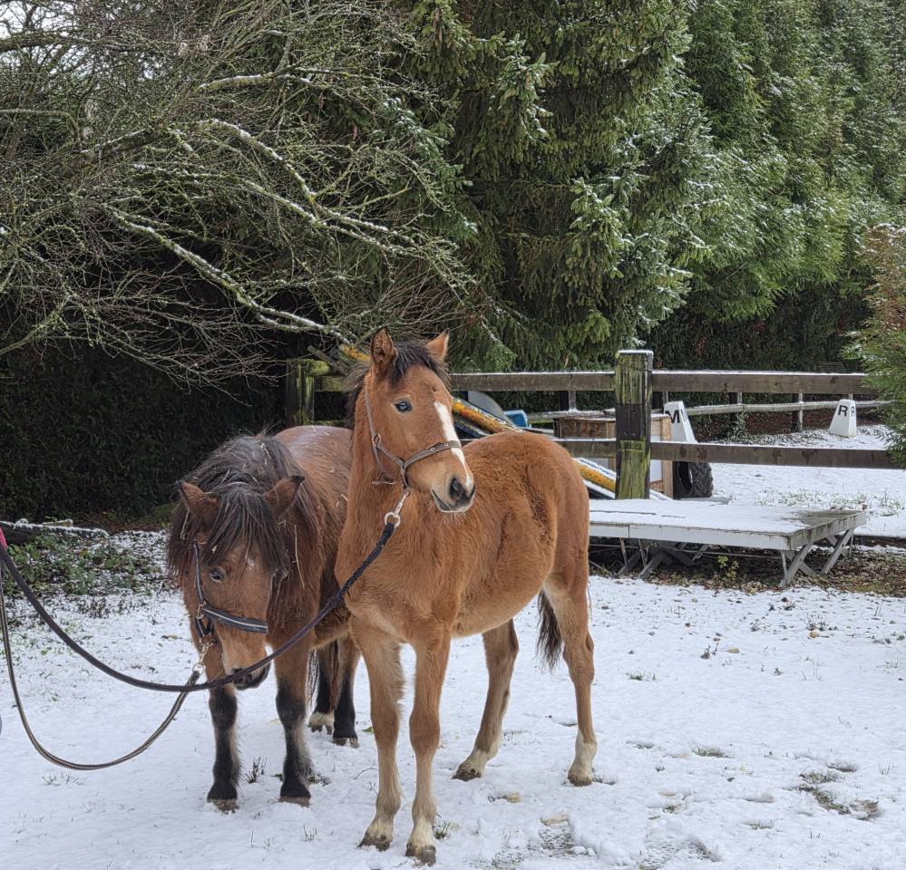 Pouliche 1 an par jogry d'odival 