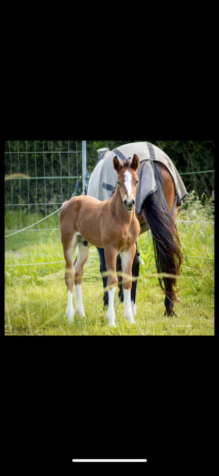 Poulain 2 ans 