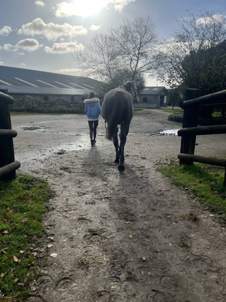 Cheval  pur-sang de 5 ans