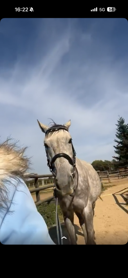 Cheval  pur-sang de 5 ans