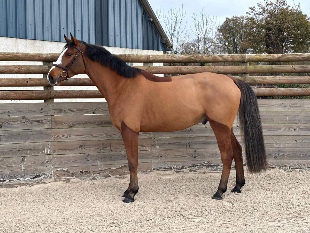 Hongre 5ans &agrave; vendre