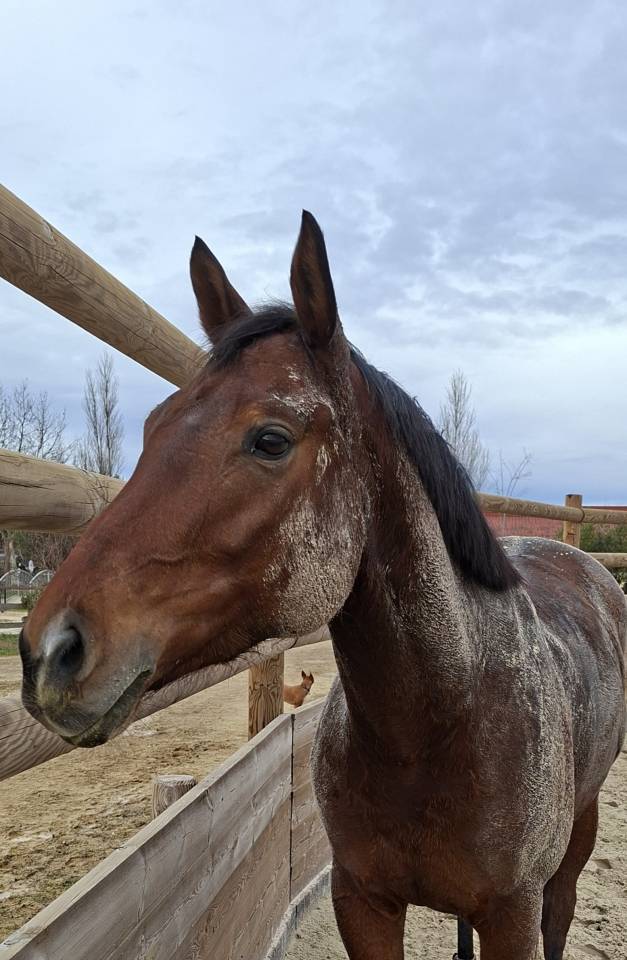 Cheval de sport polyvalent