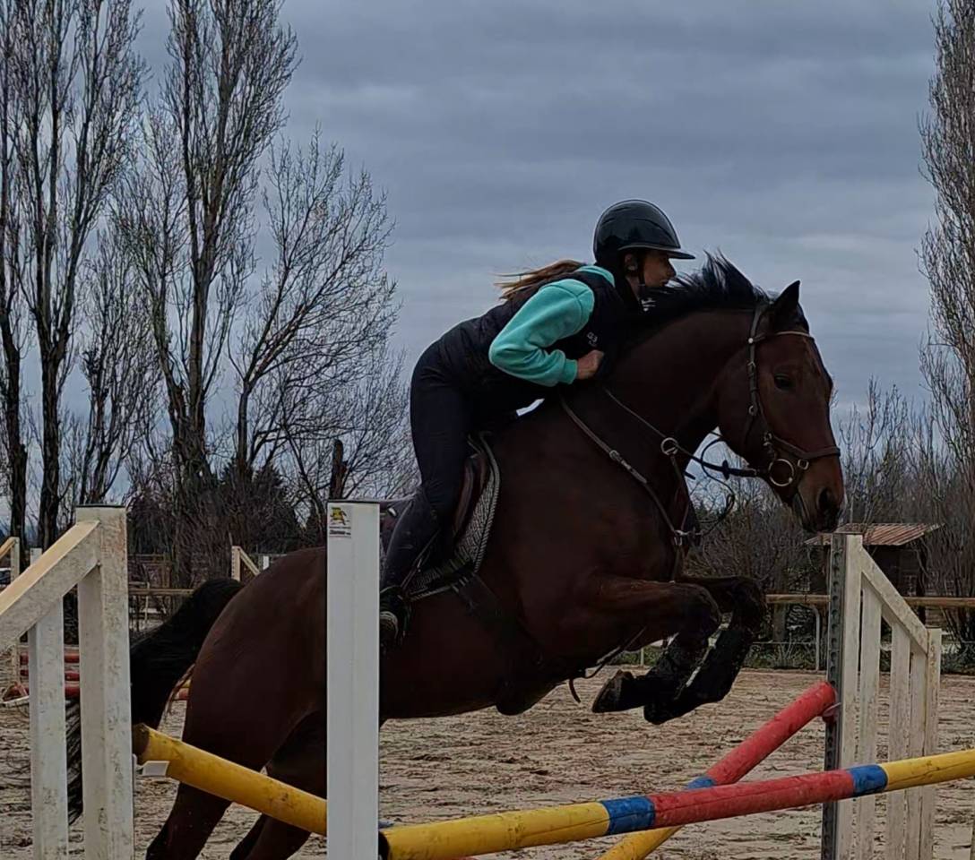 Cheval de sport polyvalent