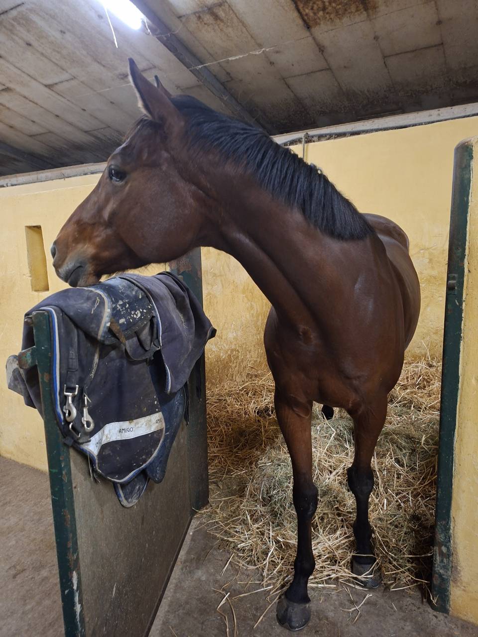 Cheval de sport polyvalent