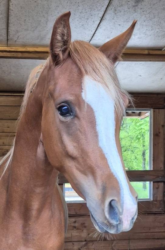 Jument 3 ans diamant brut !