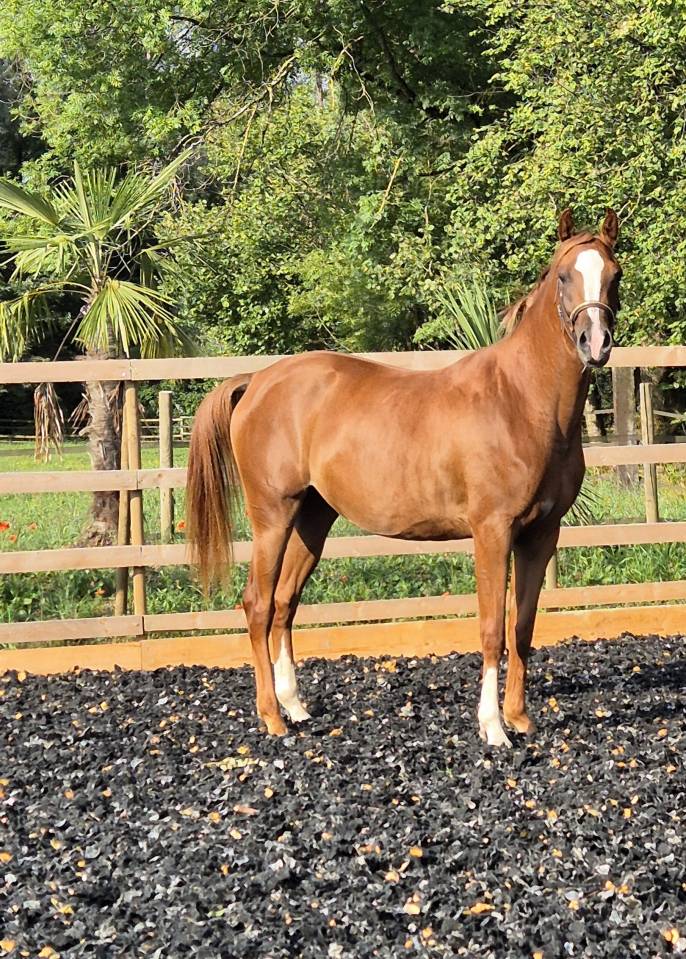 Jument 3 ans diamant brut !