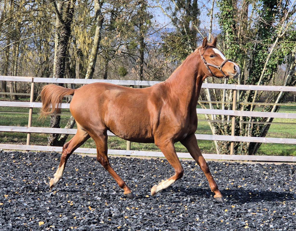 Jument 3 ans diamant brut !