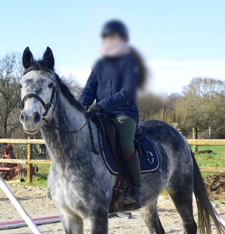 Jolie jument grise 6 ans loisirs