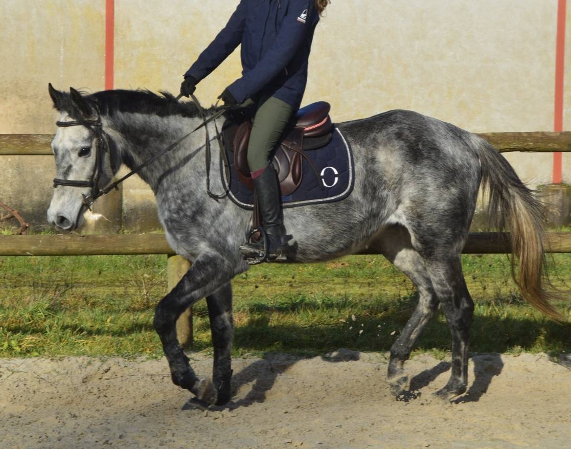 Jolie jument grise 6 ans loisirs
