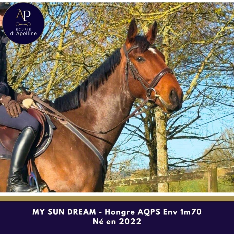 Hongre AQPS 4 ans Env 1m70