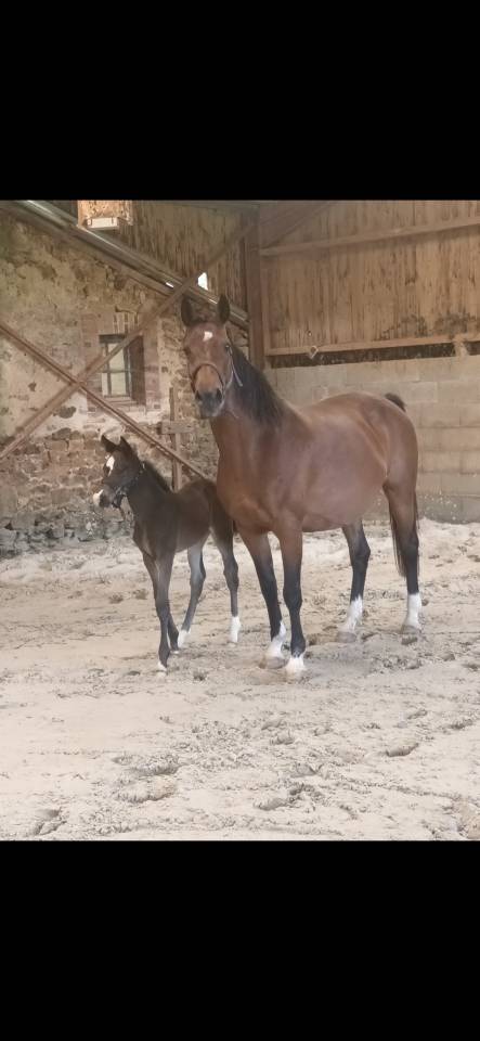 Magnifique poulini&egrave;re &agrave; vendre 