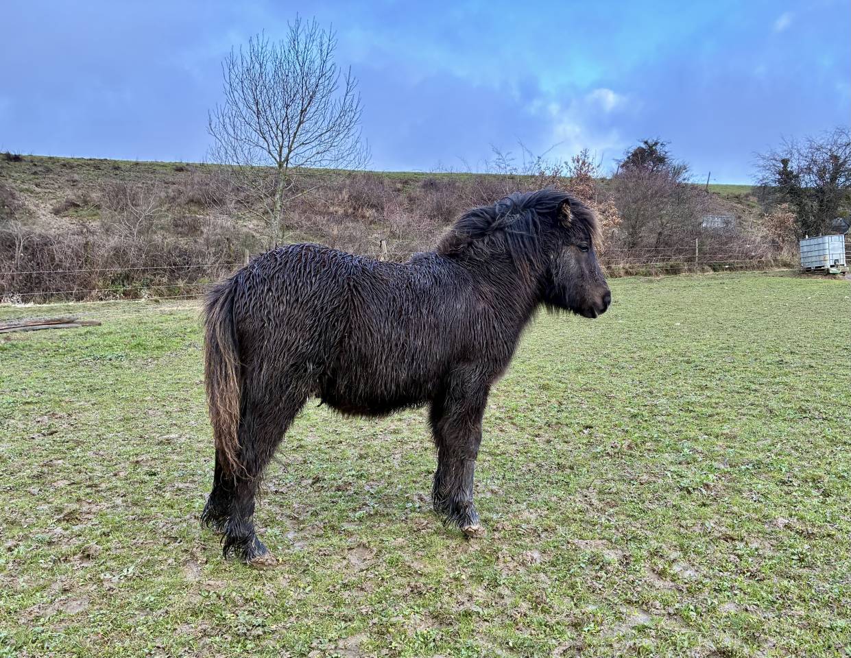 Poney shetland