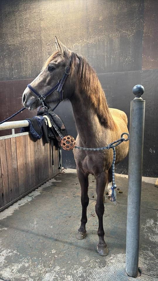 Zenata jument ONC de 4 ans 