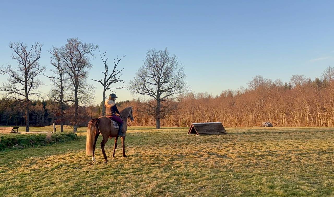 Zenata jument ONC de 4 ans 