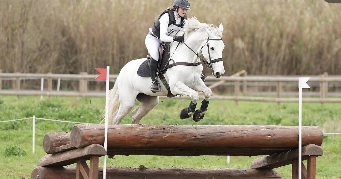 HONGRE 12ans zangersheide