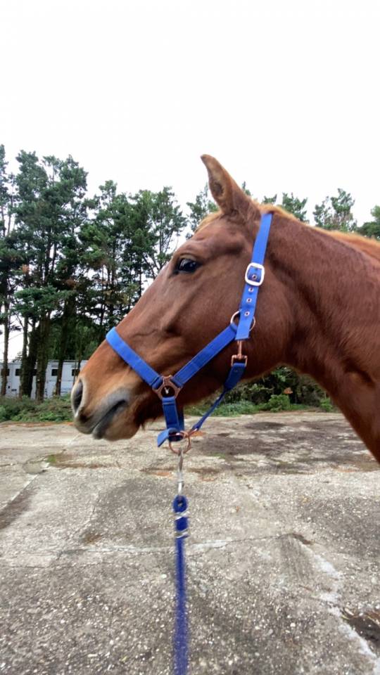 Jument selle fran&ccedil;ais 5 ans 