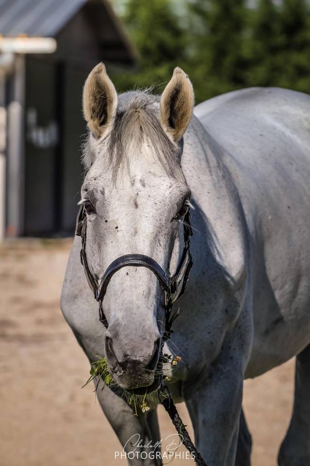 Emir d&rsquo;elle - cheval de sport 