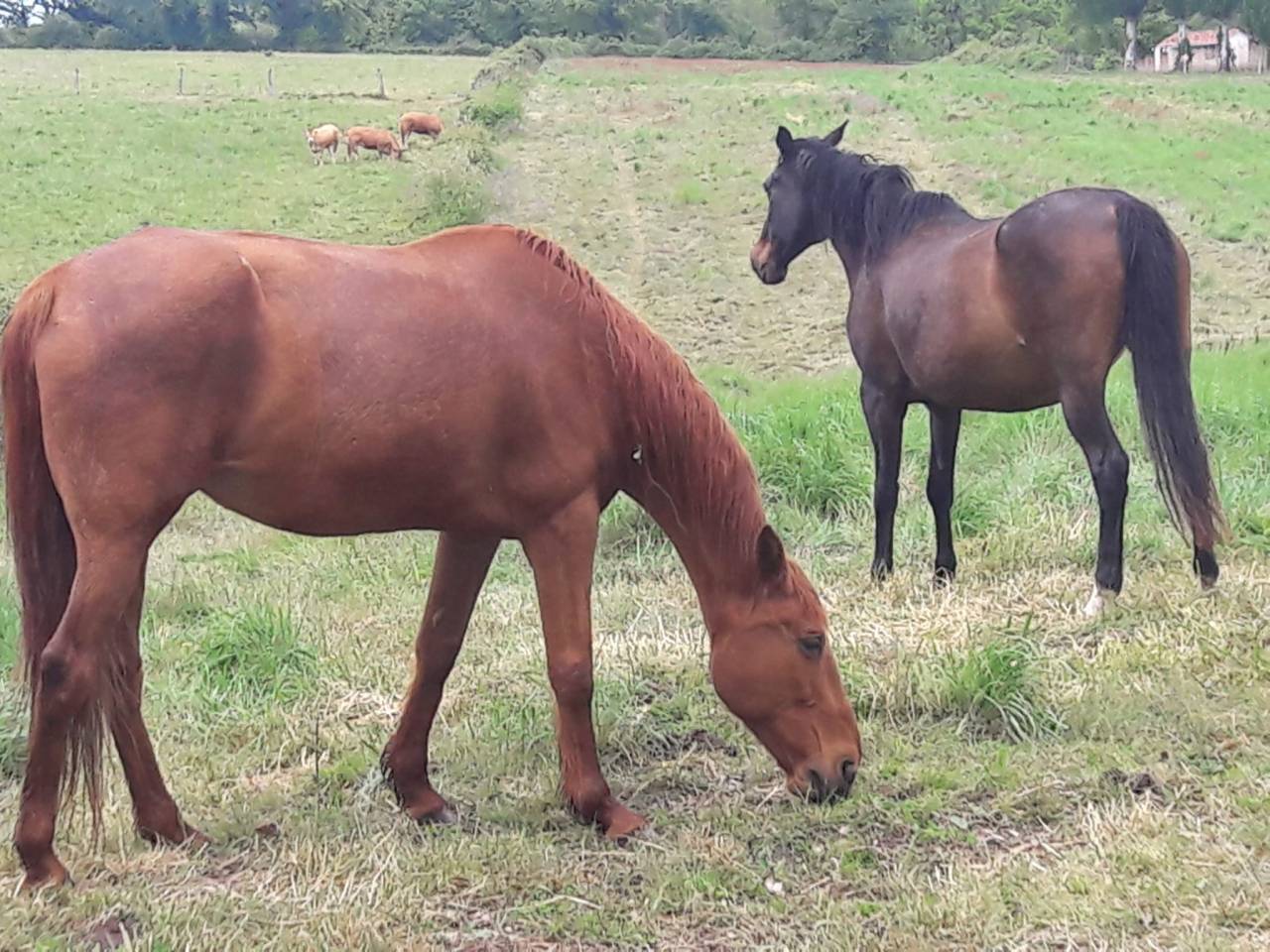 CHEAVAL DE LOISIR / BALADE