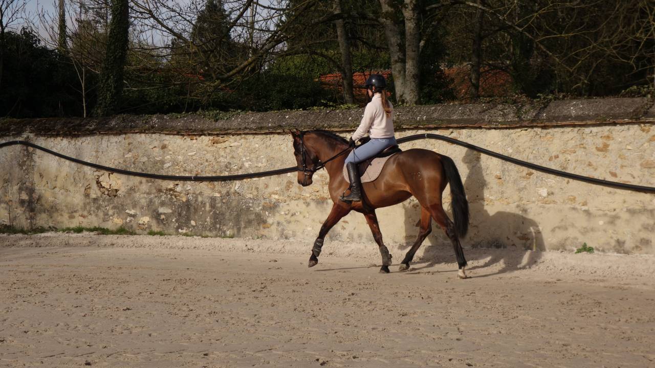 Jument de dressage  PRE plein papier bai