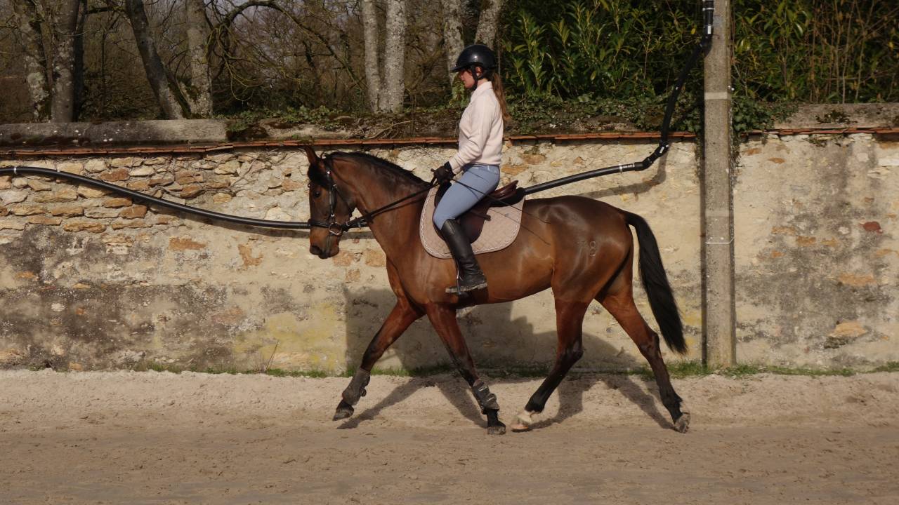 Jument de dressage  PRE plein papier bai