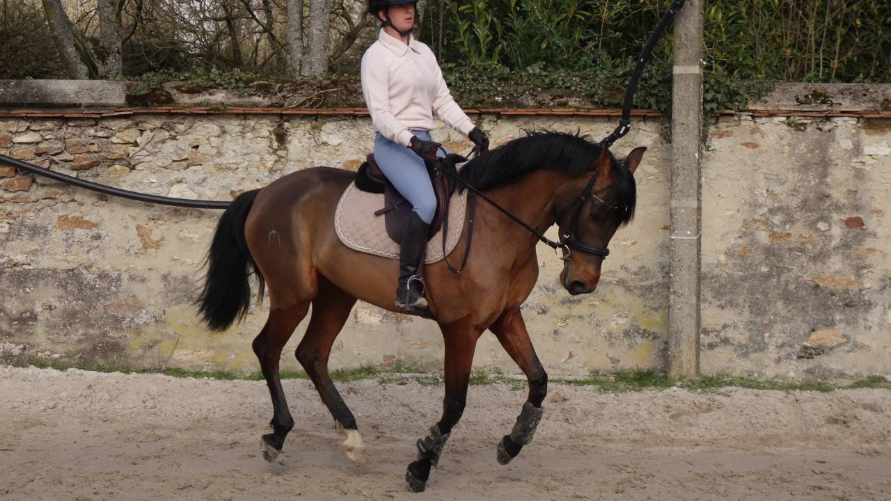 Jument de dressage  PRE plein papier bai
