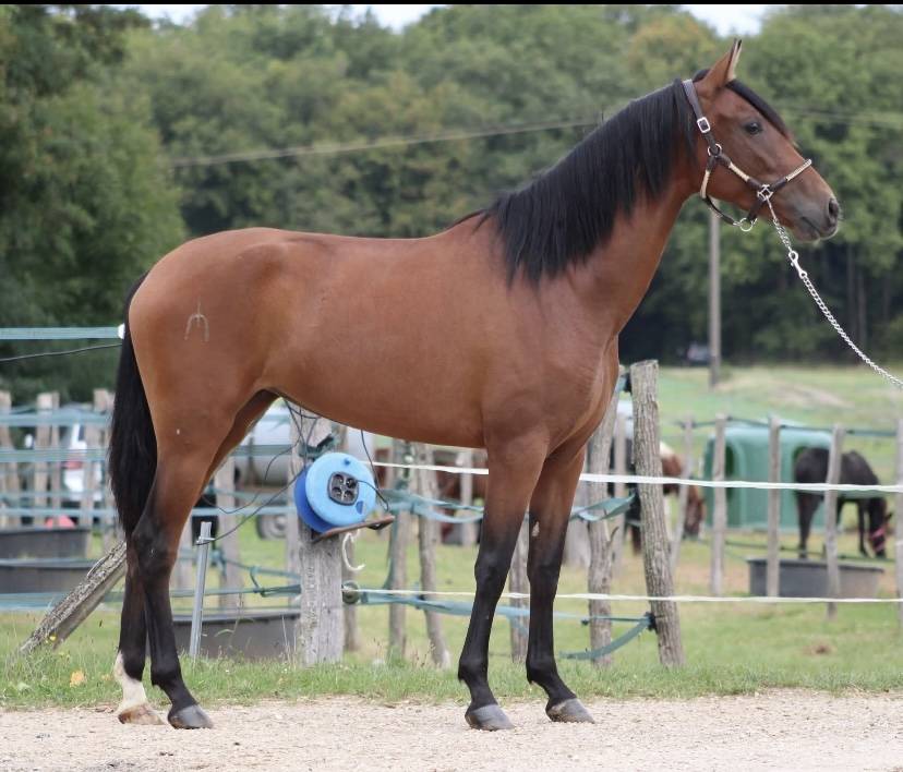 Jument de dressage  PRE plein papier bai