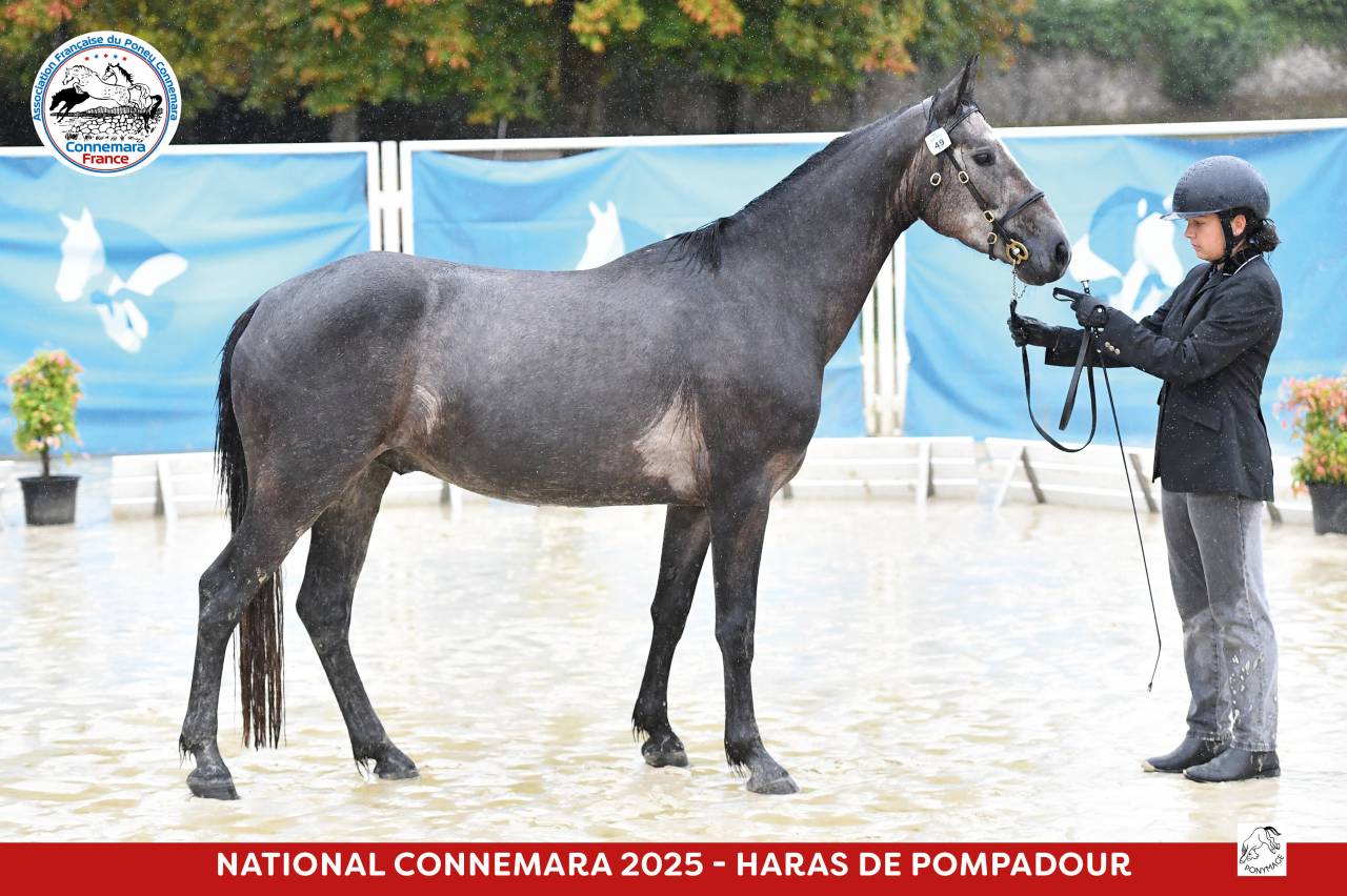 Poney &agrave; vendre 