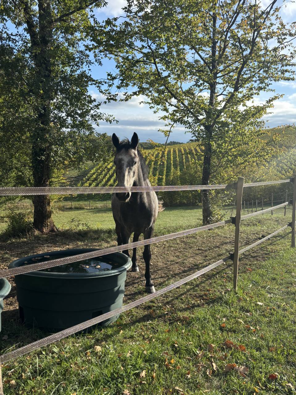 Poney &agrave; vendre 