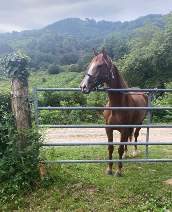 2 juments &agrave; vendre