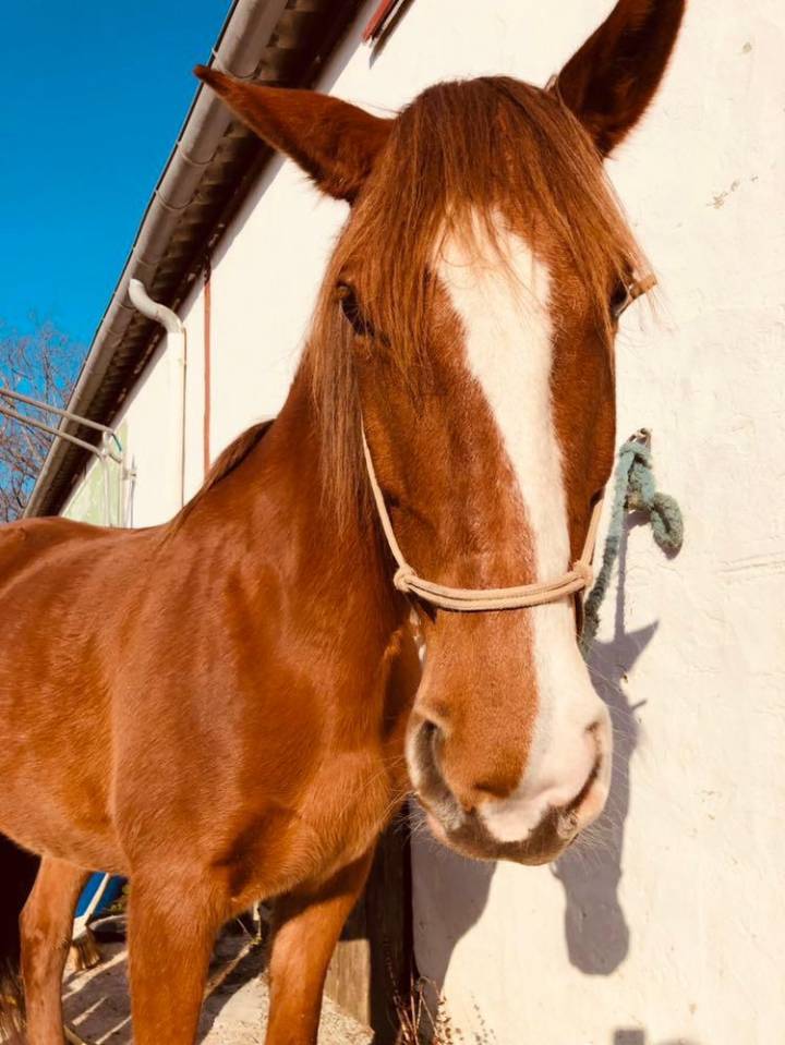 2 juments &agrave; vendre