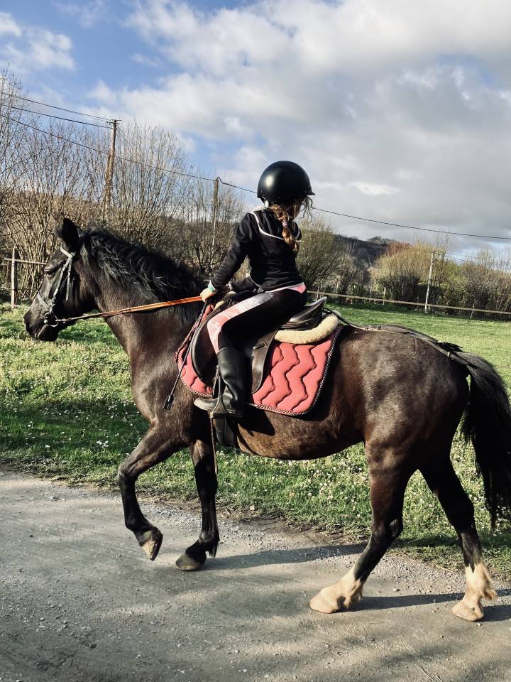 2 juments &agrave; vendre