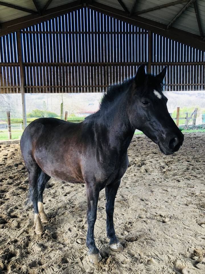 2 juments &agrave; vendre