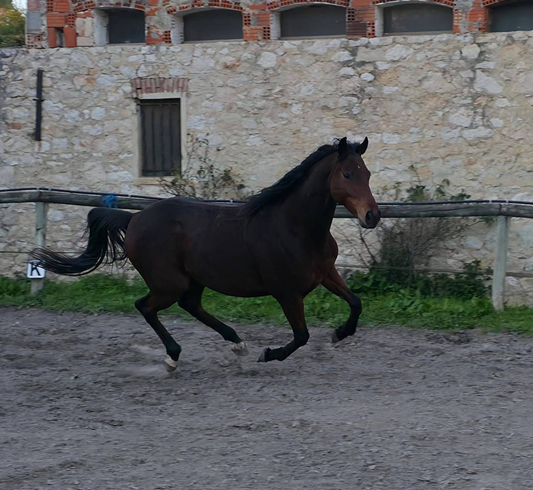 Honge 9 ans Plein Papiers