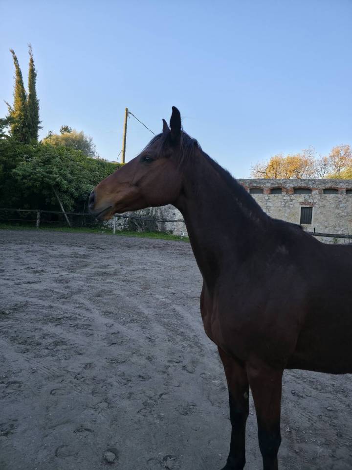 Honge 9 ans Plein Papiers